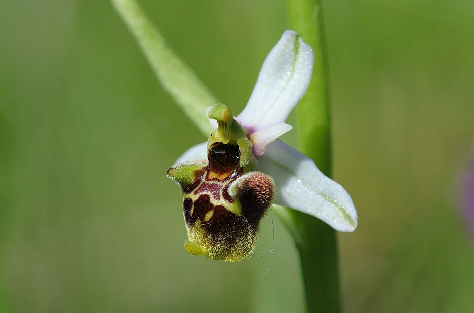 Ophrys molisane